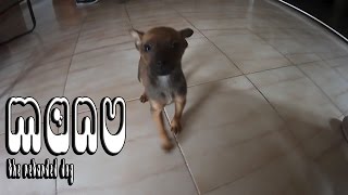 MANU THE RETARDED DOG | Motivation day | PAYASO DIMENSIONAL