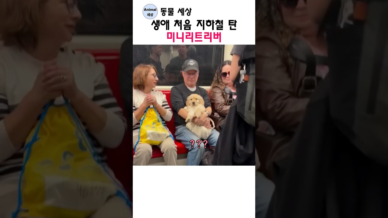 생애 처음 지하철 탄 미니 리트리버