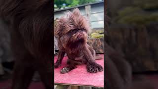 qadyani ahmadi UK friends and family of mirza ghulam ahmad qadyani ahmadi UK version.