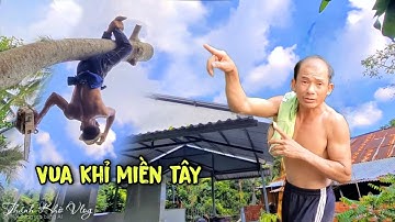Cực đỉnh! Những Cây Cóc Siêu Khó Làm Nên Tên Tuổi Vua Khỉ Miền Tây. Cưa Cây Kĩ Thuật Cao