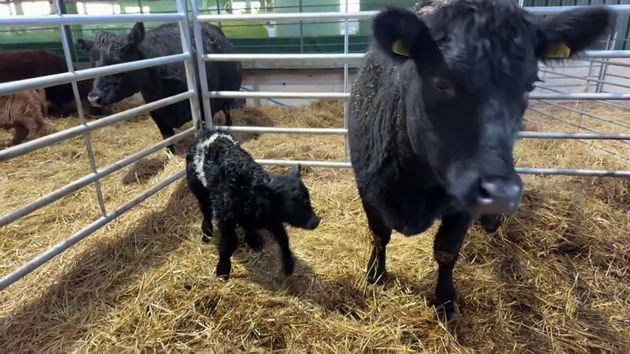 Triplet birth! Updates on our calf and we have an embarrassing confession…