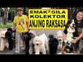 Kolektor anjing raksasa  giant dog