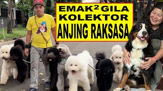 Grebek Emak2 Gila Kolektor Anjing Raksasa