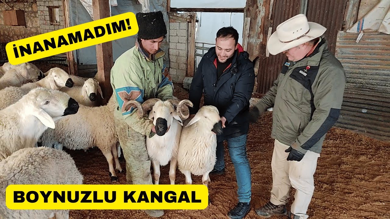 Kangal Koyunu Irkı Sizi Şaşırtacak! Muhteşem Sırlarını Öğrenin