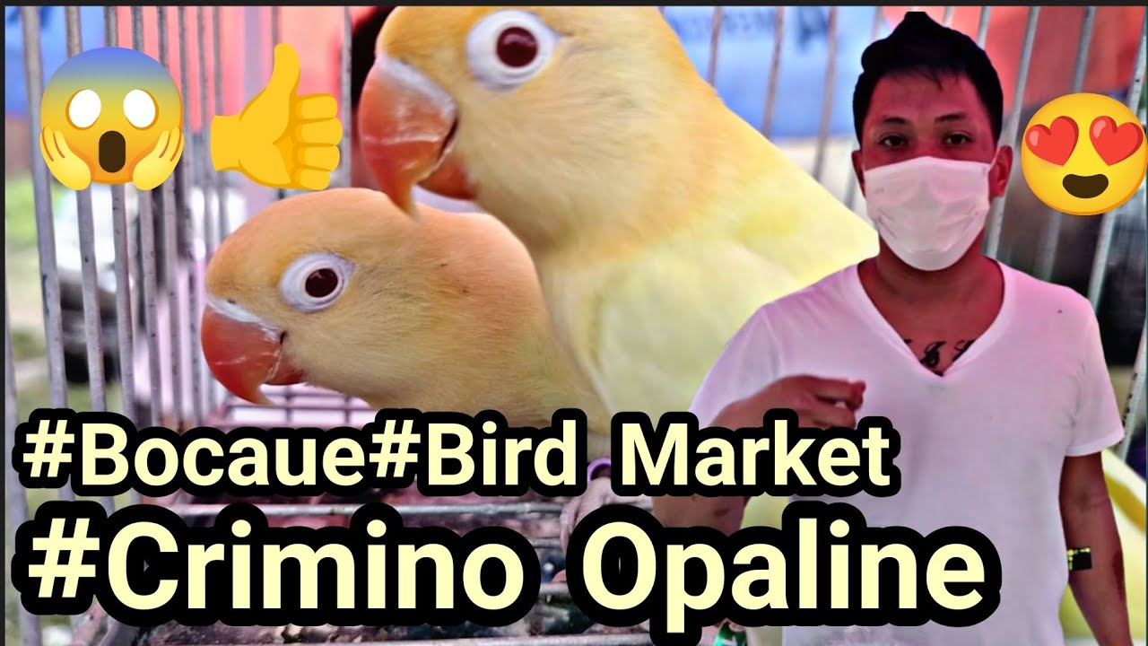 #Bocaue #Bird Market#Crimino Opaline Quality ke Konsi Aljon 😱🤩👍❤️