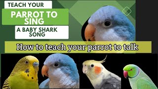 How to Teach  Your Parrot to Talk | Teach Your Parrot to Sing a Baby Shark Song | Quaker PARROT 🦜