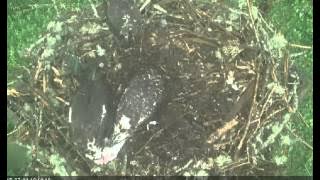 7/14/15...10:26 ~ WOODS HOLE OSPREY, SIBLING ATTACK