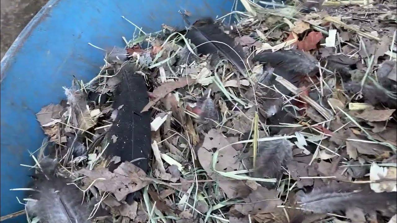Feathers are Great for Compost! YouTube
