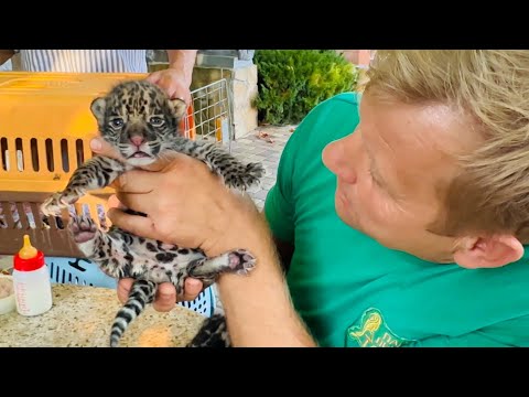 Посмотрите какие милые уже отказнички ягуары)