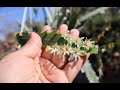 Cuidados del Rhipsalis houlletiana -  Lepismium houlletianum - Cactus Sierra - flora argentina