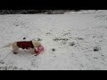 Puppys First Snowfall