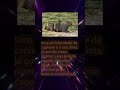 Capivara 2