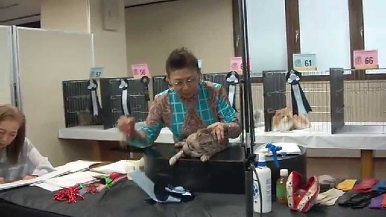 Pippilotta's best in show by Judge Ueda - YouTube