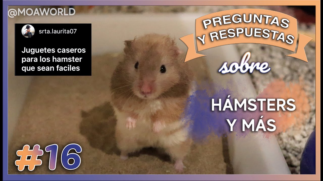 Por que los hamster se comen a sus crias