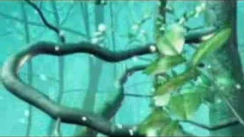 仙劍問情 完整版MV - 天天要聞