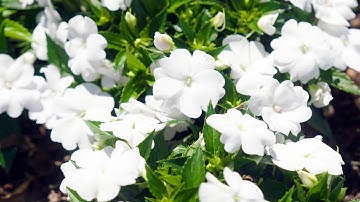The Garden Gurus - Sunpatiens
