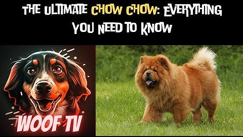 The Ultimate Guide to Chow Chow: Everything You Need to Know