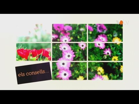 Vídeo: Plantes d'interior amb flors per a casa - Saber fer en jardineria