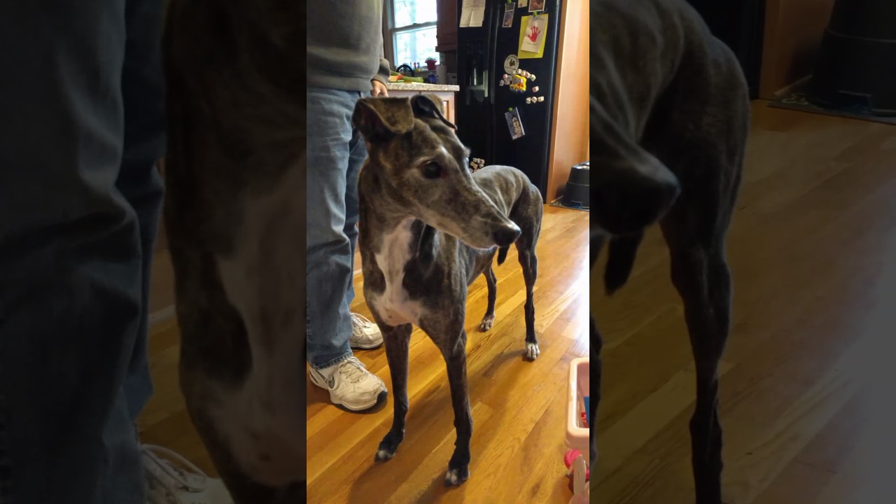 Greyhound roos to wolf sounds YouTube