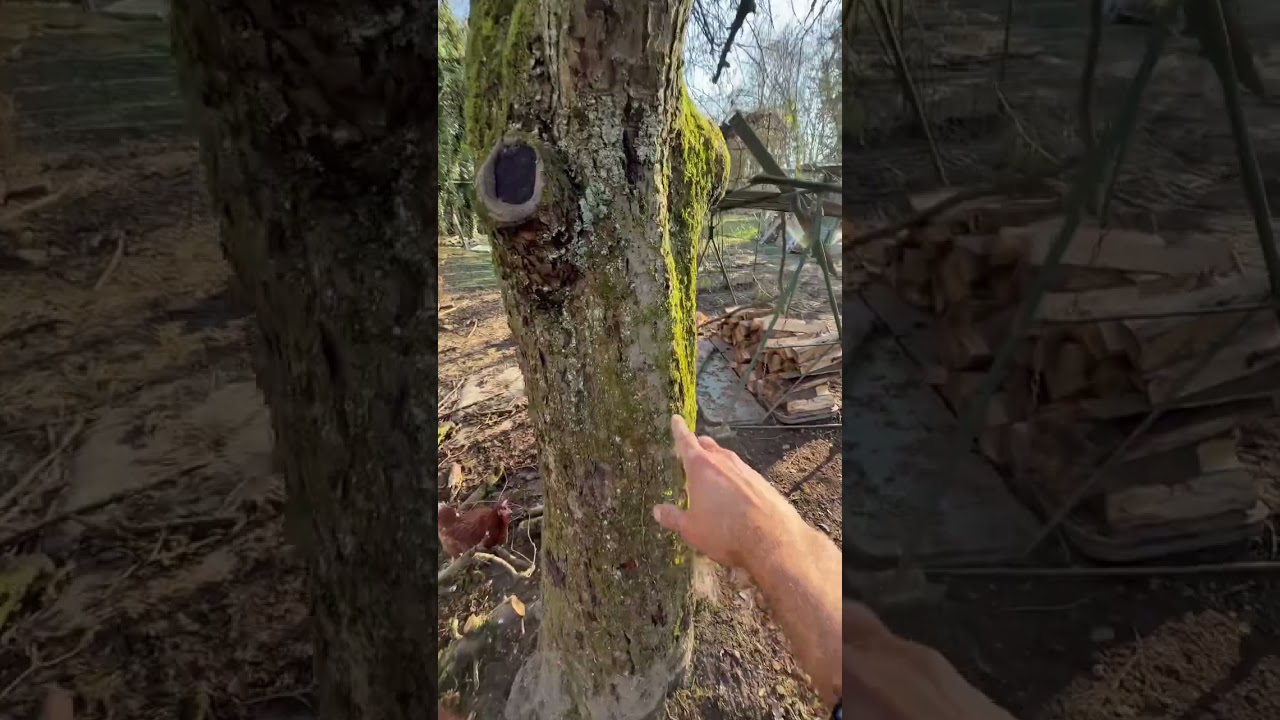 الخروفة منين شافتها أمها حيا