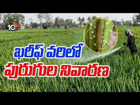 Paddy Cultivation | ఖరీఫ్ వరిలో పురుగుల నివారణ | Pest Control in Kharif Paddy | Matti Manishi | 10TV - 10TVNEWSTELUGU