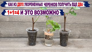 🍇 Хитрый способ из ОДНОГО ЧЕРЕНКА ВИНОГРАДА 100% получить ДВА САЖЕНЦА. Егорутин откроет секрет.