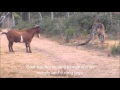 Kangaroo fighting with an unusual partner