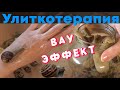 Улиткотерапия | Что это такое и как помогает ???