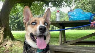 A Day in the Life of a Dog Mom Healing After Trauma