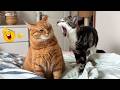 CATS Acting Too FUNNY Caught on Camera 2026 🤣🐱 | Funny Cat Moments 🐈