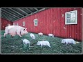 First Piglets are TAKING OVER Our Barn in Ranch Simulator
