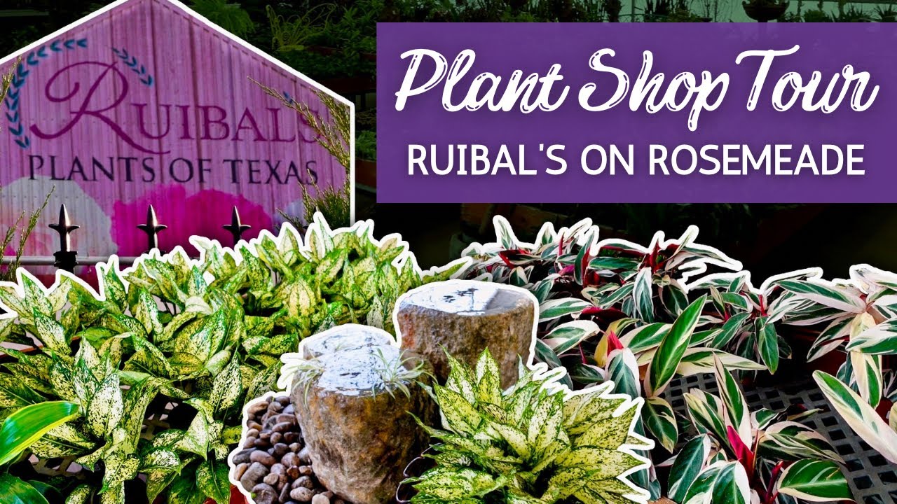 Let's Tour One of My Favorite Houseplant Shops! Ruibal's on Rosemeade