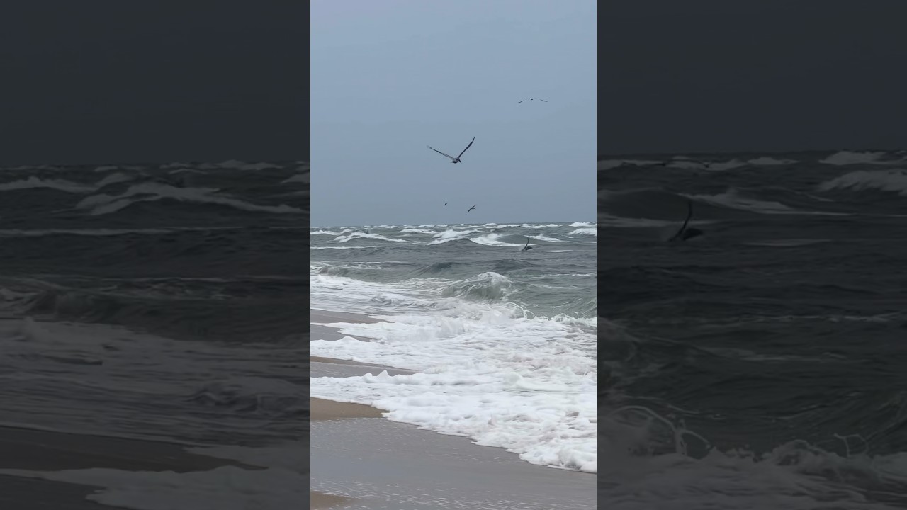 Look at the fish jumping out of the water! 🐟🌊 Who else could watch this all day ? #fish #ocean