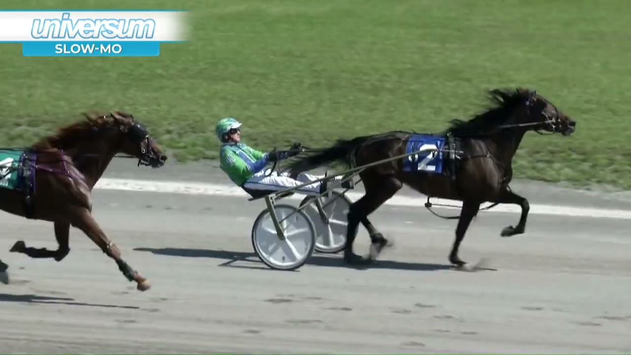 Sintra Sizzles In Gold Cup And Saucer 63 Standardbred Canada