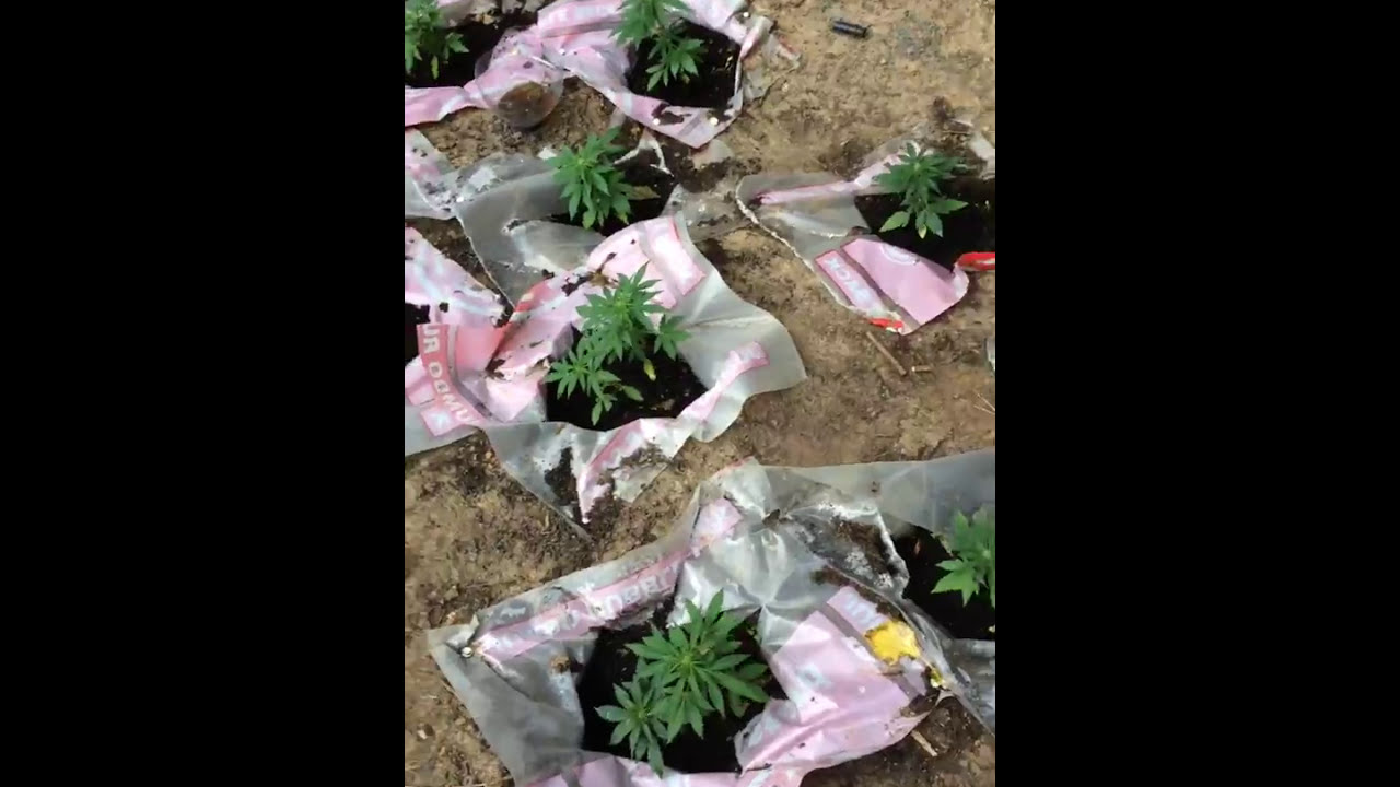 Outdoor guerrilla grow 2017 video 10