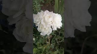 Почвопокровная роза. Белая.