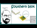 southern blotting | southern hybridization | What is the principle of Southern blotting?