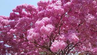 盛開的洋紅風鈴木。Rosy Trumpet Tree。Tabebuia rosea (Bertol.) DC.
