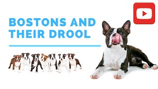 Excessive Dog Drool Could Be A Sign Of Health Issues