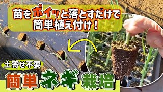 1月植え付けに最適な方法！】深植え栽培で、白実30cmの長ネギを