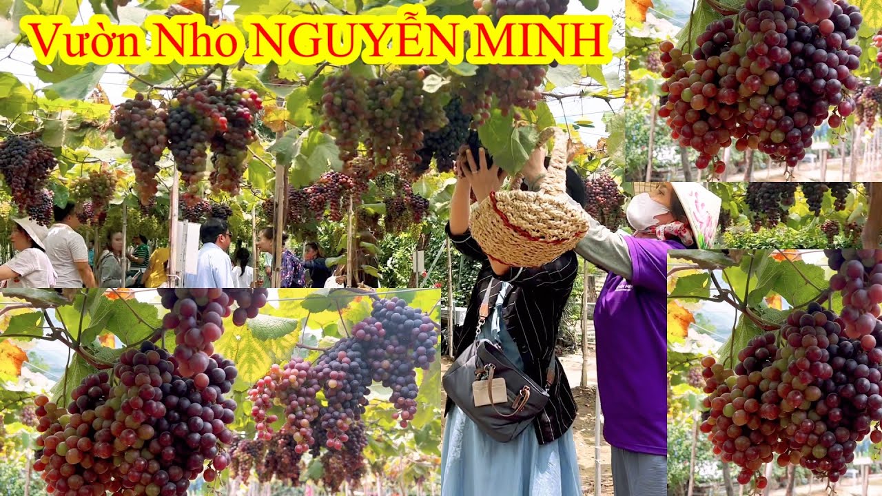 Vườn Nho Nguyễn Minh Huyện Bình Chánh Thành Phố Hồ Chí Minh…