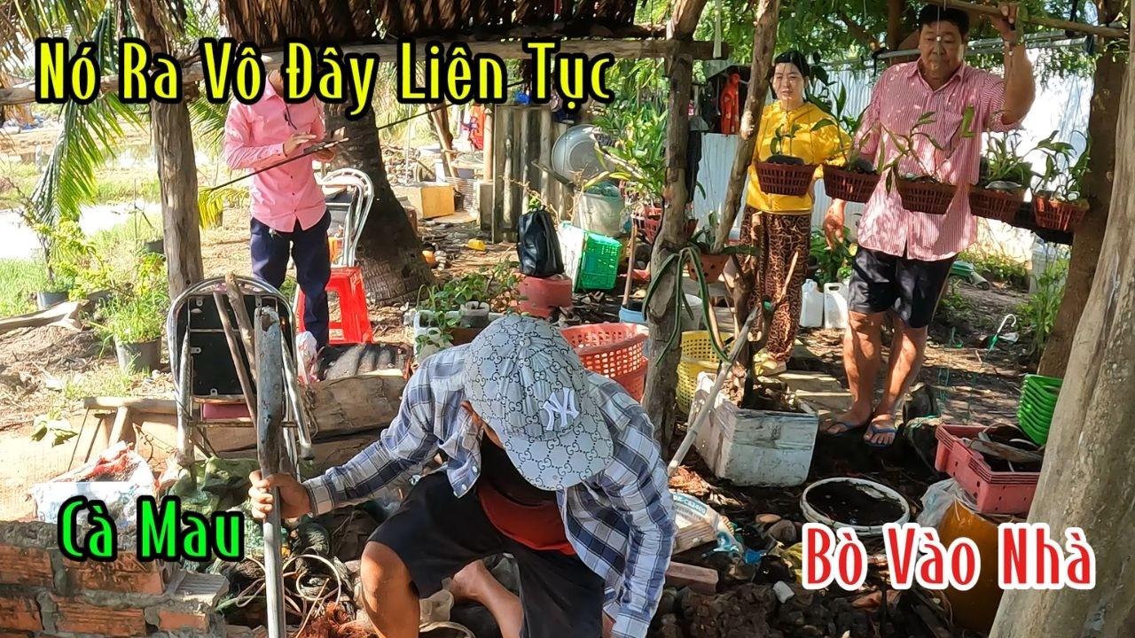 Gia Đình 5 Người Ăn Ngủ Không Yên Vì Rắn Hổ Mang Bò Vào Nhà Liên Tục | Mười Thương SB