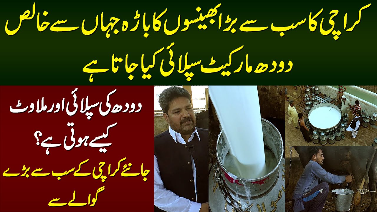 Karachi Ka Largest Dairy Farm Jahan Se Pure Milk Market Supply Hota Hai