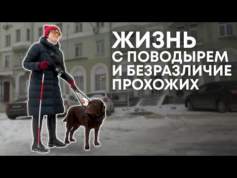 Видео: Куда могут пойти собаки-помощники?