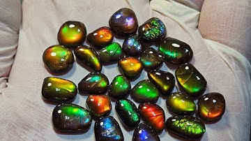 Alberta Ammolite Earrings with Fossil Dad!