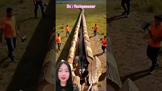 B0nekanya P0hon Tapi Apa Isinya Tuchfactpanesar