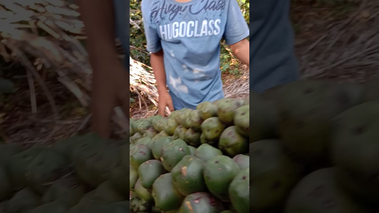 Memanen buah aren jadi kolang kaling 