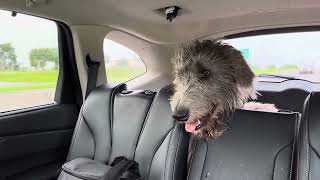 Murphy the Irish Wolfhound excited to go to the park