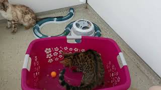 Poolparty - Bengal Katze spielt im Wasser by Phestina 560 views 1 year ago 5 minutes, 11 seconds