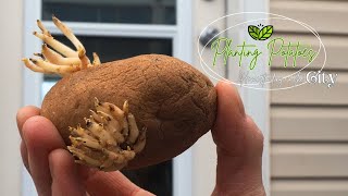 how to plant potatoes backyard homestead | beans and peas |  BACKYARD HOMESTEADING LIFESTYLE